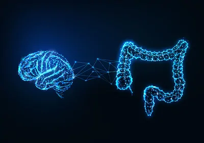 The image illustrates the relationship between the brain and gut in humans. The image illustrates the relationship between the brain and gut in humans.